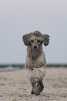 Standard Poodle