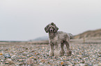 Standard Poodle