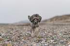 Standard Poodle