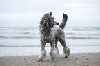 Standard Poodle