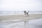 Standard Poodle