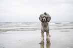 Standard Poodle