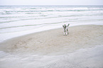 Standard Poodle