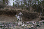Standard Poodle