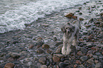 Standard Poodle