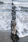 Standard Poodle