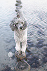 Standard Poodle