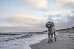Standard Poodle