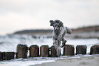 Standard Poodle