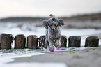 Standard Poodle