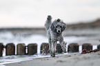 Standard Poodle