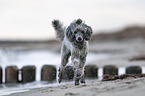 Standard Poodle