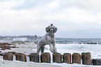 Standard Poodle