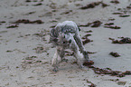 Standard Poodle