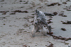 Standard Poodle