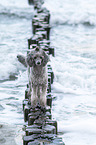 Standard Poodle