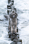 Standard Poodle