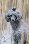 Standard Poodle