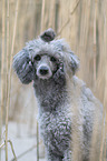 Standard Poodle