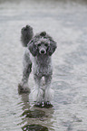 Standard Poodle