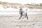 Standard Poodle