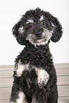 Standard Poodle