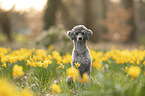 Standard Poodle