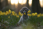 Standard Poodle