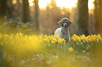 Standard Poodle