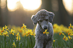 Standard Poodle