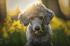 Standard Poodle