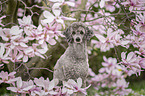 Standard Poodle
