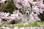 Standard Poodle