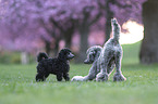 Standard Poodle