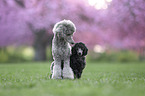 Standard Poodle