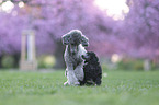 Standard Poodle