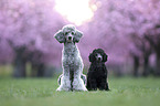 Standard Poodle