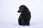 Standard Poodle puppy