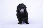 Standard Poodle