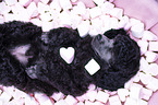 Standard Poodle puppy