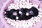 Standard Poodle puppy
