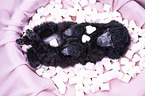 Standard Poodle puppy