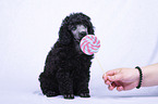 Standard Poodle puppy