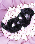 Standard Poodle puppy