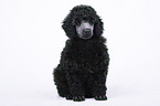 Standard Poodle puppy