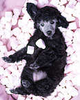 Standard Poodle puppy