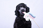 Standard Poodle puppy