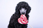 Standard Poodle