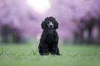 Standard Poodle puppy