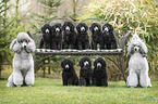 Standard Poodle puppy